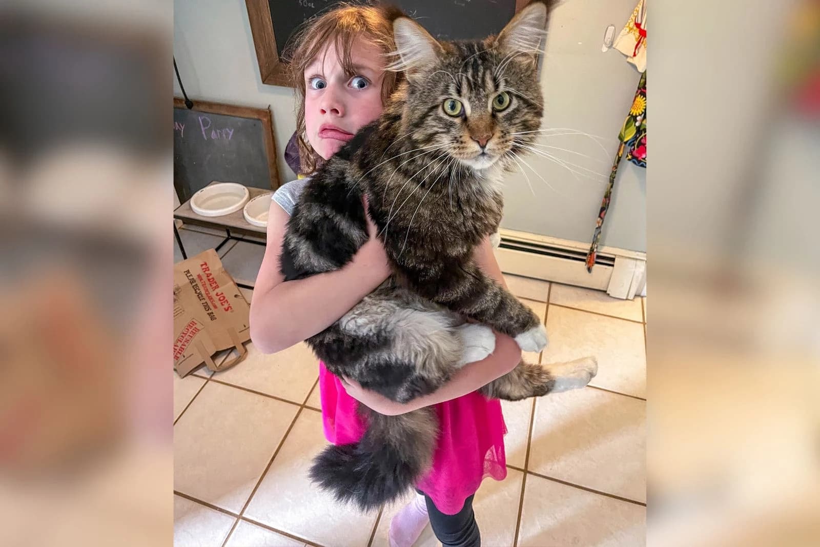Adorable Maine Coon Kittens Near San Francisco, CA