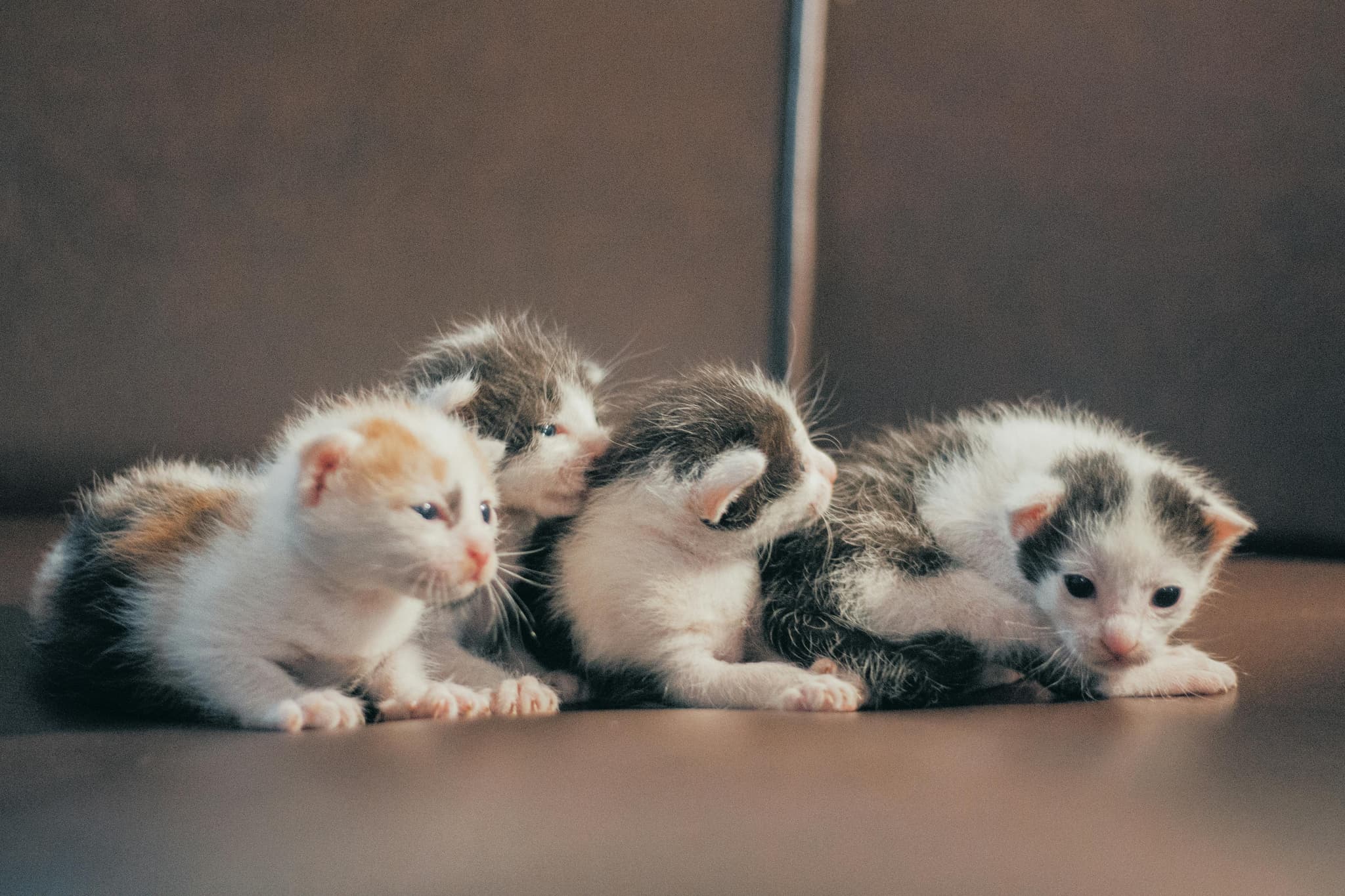 Gentle Giant Maine Coon Kittens for Sale Sacramento Area Families
