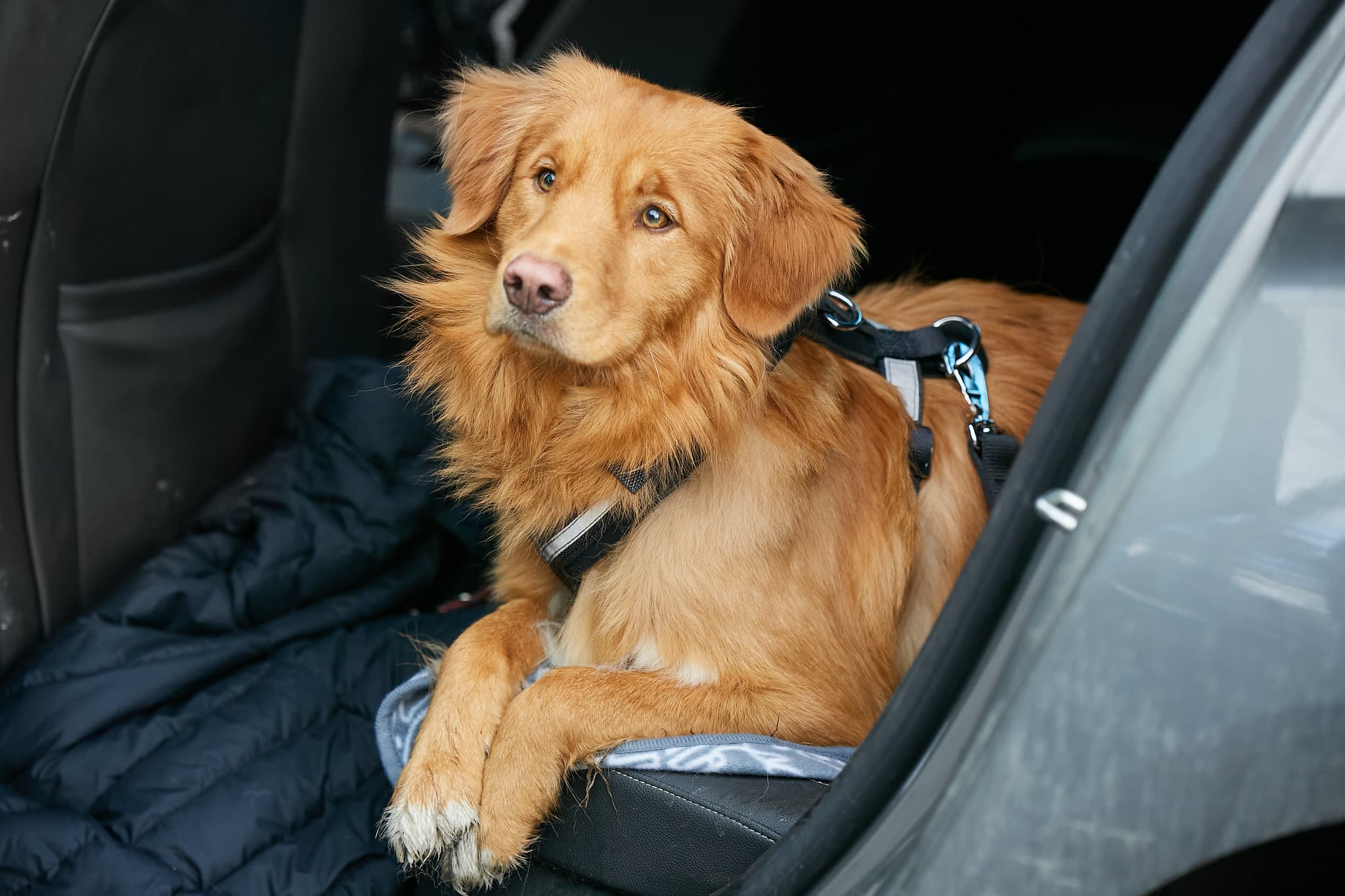 Cheap, Convenient Pet Certificates Provided by Vet Home Certs