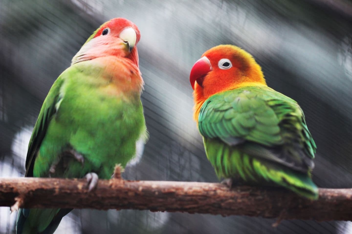 Parrot Breeder – Local & Global Delivery Amazing Birds Farm