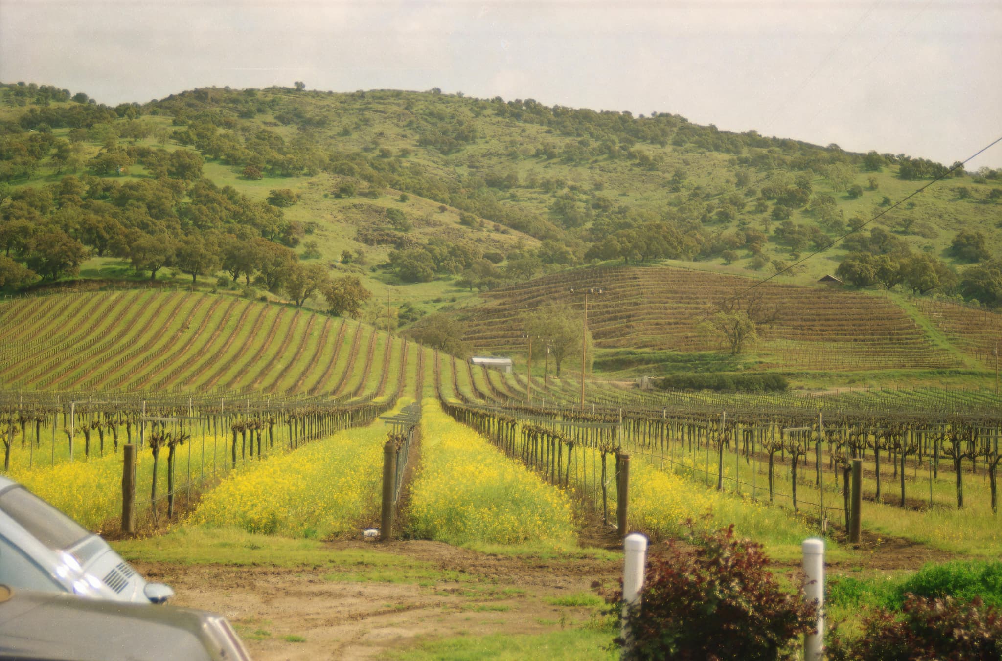 Exploring Sustainable Wine Practices at a Local Winery Sacramento