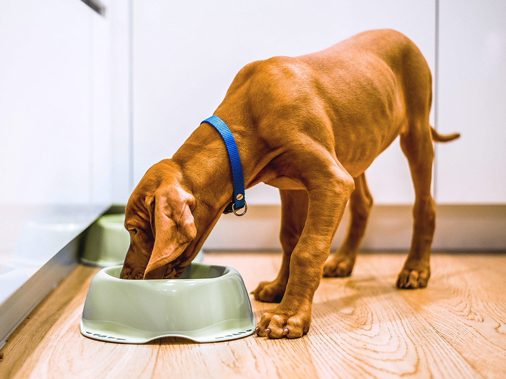 7 Reasons Why How Much Does Farmers Dog Cost Varies by Dog Size
