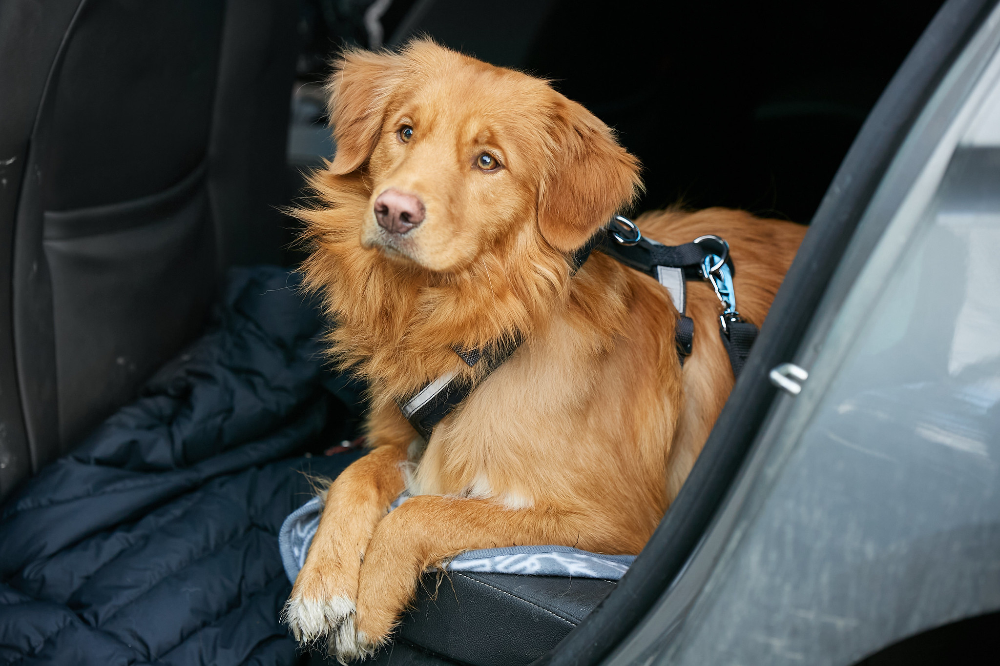 Cheap, Convenient Pet Certificates Provided by Vet Home Certs