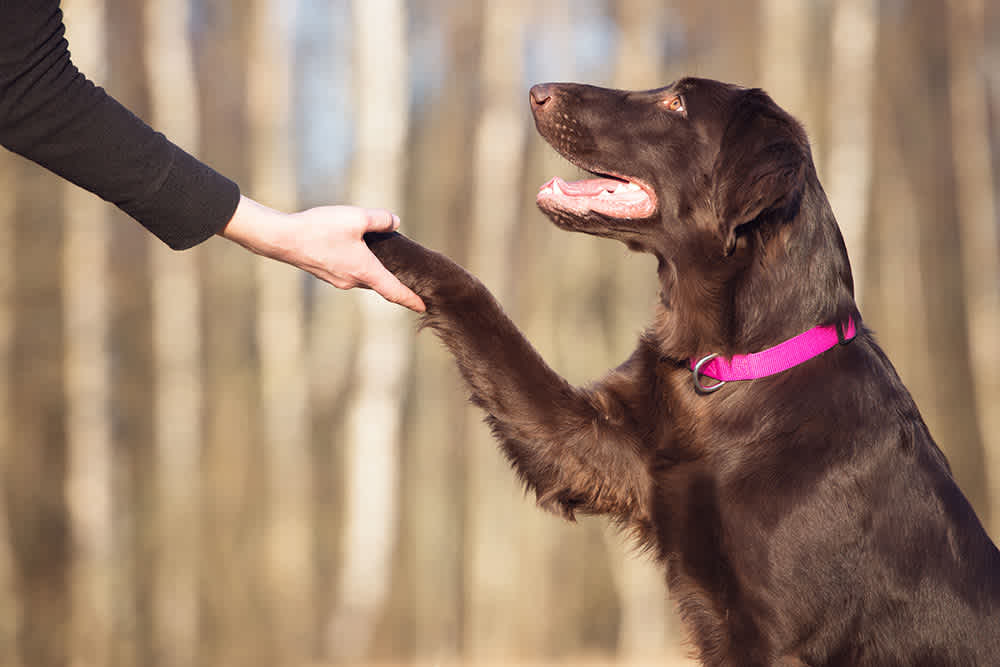 Mastering the Dock Diver: Tips for Happy, Skilled Dogs