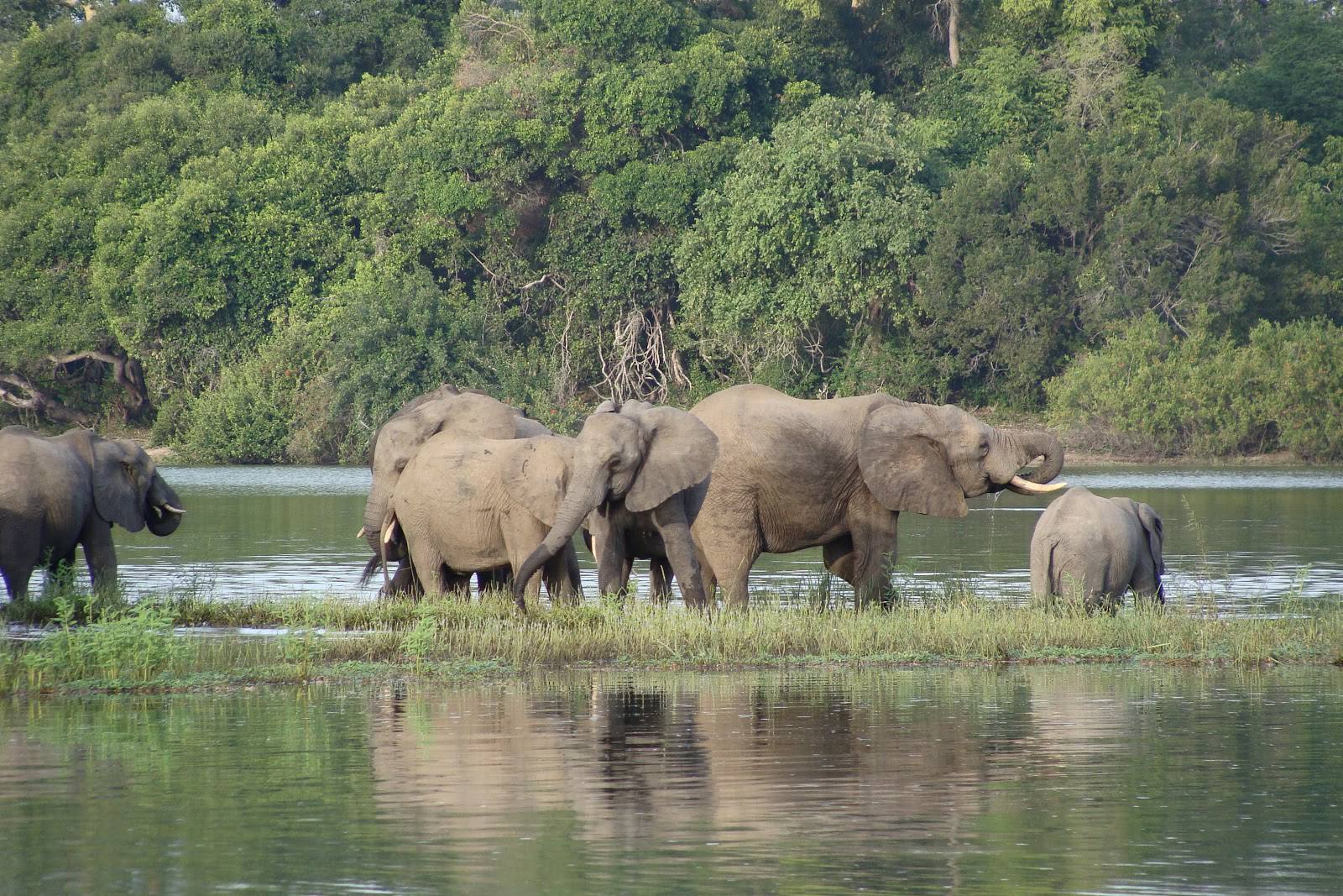 Nyerere National Park Tanzania Safari Lodges and Camps You’ll Love
