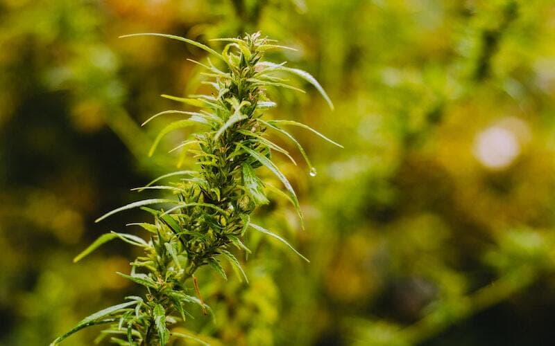 Asociaciones Cannabicas Madrid – Asociaciones Cannabicas Madrid | Clubs Cannabis Madrid