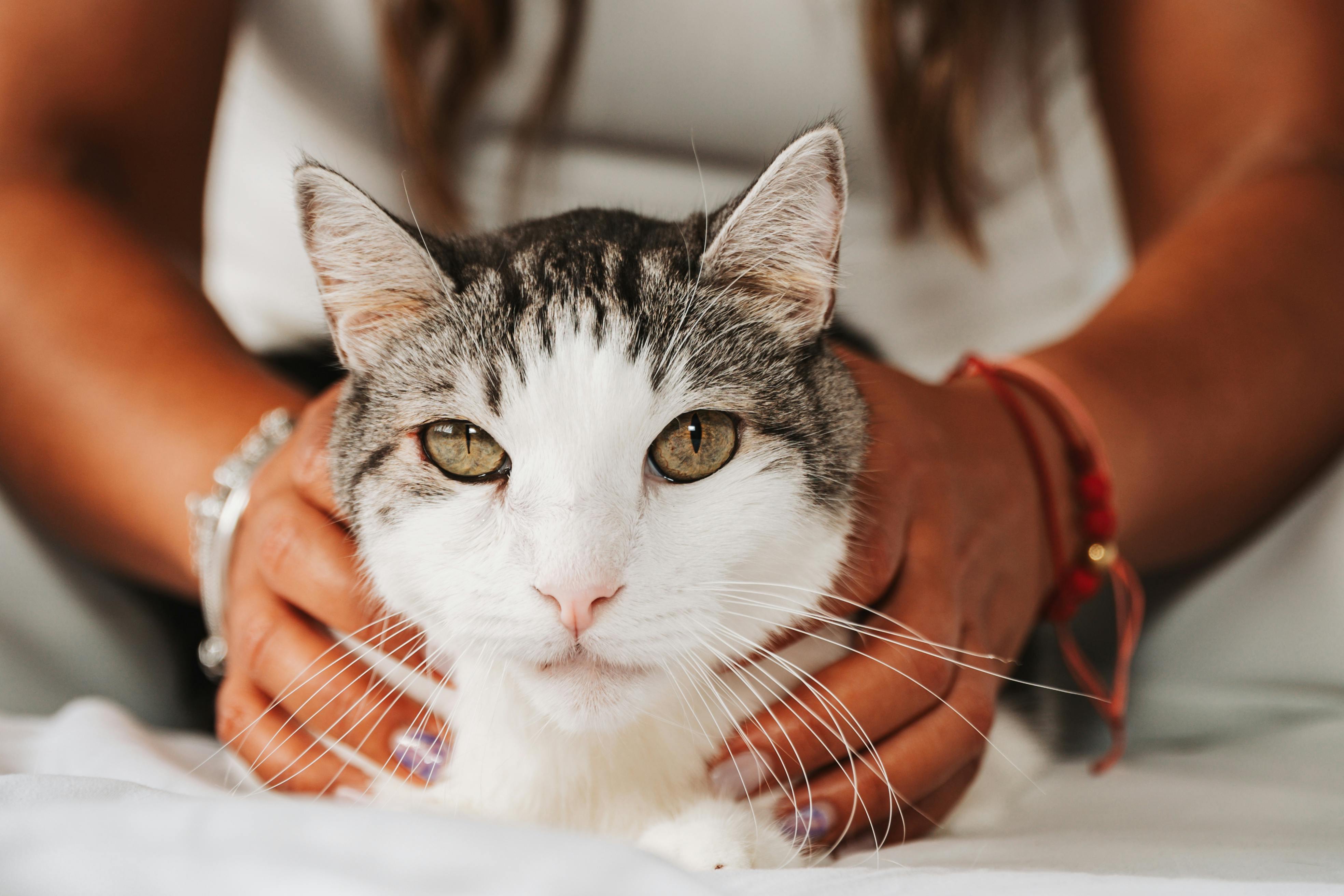 Maine Coon Kittens for Sale Sacramento – Family-Raised Kittens
