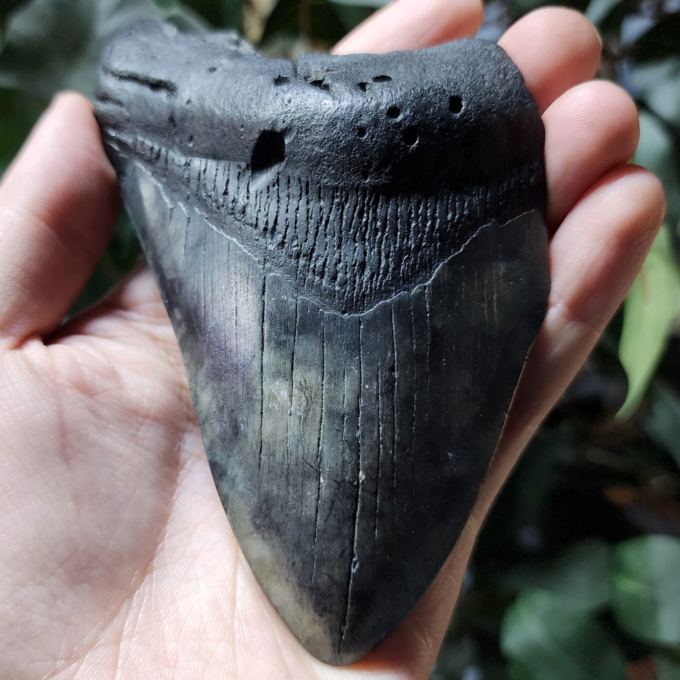 How Fossil Driven Fossil Shark Teeth Stand Out from the Rest