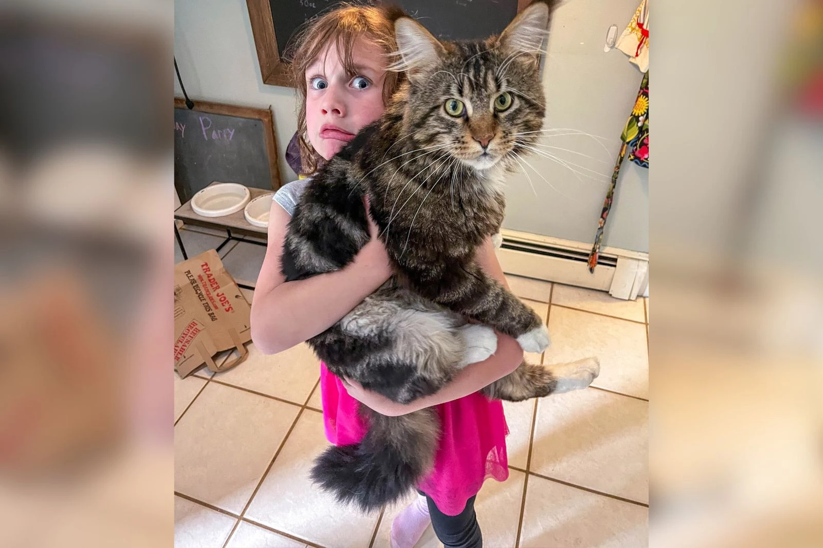 Adorable Maine Coon Kittens Near San Francisco, CA